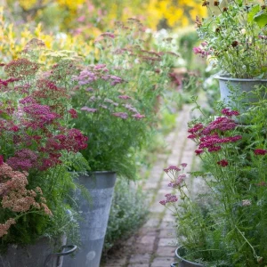 Yarrow Flowerburst Plant Plug - Small Live Plant for Garden - Image 6