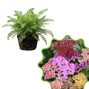 Yarrow Flowerburst Plant Plug - Small Live Plant for Garden - Image 1
