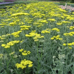 Yarrow Moonshine Live Plant - Achillea Perennial Outdoor Flower - Image 2