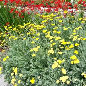 Yarrow Moonshine Live Plant - Achillea Perennial Outdoor Flower - Image 3