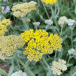 Yarrow Moonshine Live Plant - Achillea Perennial Outdoor Flower - Image 4