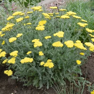 Yarrow Moonshine Live Plant - Achillea Perennial Outdoor Flower - Image 5