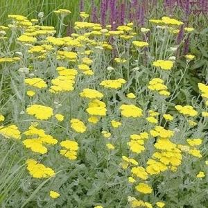 Yarrow Moonshine Live Plant - Achillea Perennial Outdoor Flower - Image 1