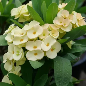 Yellow Crown of Thorns Live Plant, Euphorbia Milii, 4-6 Inches Tall, 4 Inch Pot - Image 2