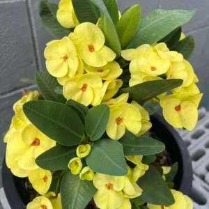Yellow Crown of Thorns Live Plant, Euphorbia Milii, 4-6 Inches Tall, 4 Inch Pot - Image 3