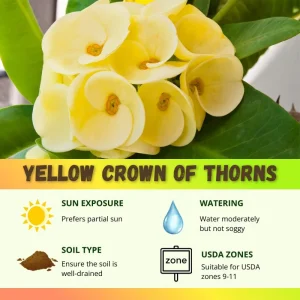 Yellow Crown of Thorns Live Plant, Euphorbia Milii, 4-6 Inches Tall, 4 Inch Pot - Image 4