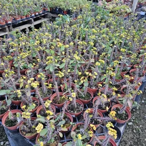 Yellow Crown of Thorns Live Plant, Euphorbia Milii, 4-6 Inches Tall, 4 Inch Pot - Image 5