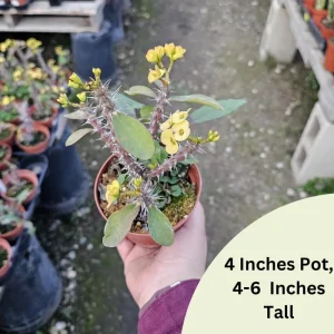 Yellow Crown of Thorns Live Plant, Euphorbia Milii, 4-6 Inches Tall, 4 Inch Pot - Image 6