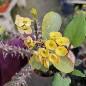Yellow Crown of Thorns Live Plant, Euphorbia Milii, 4-6 Inches Tall, 4 Inch Pot - Image 7
