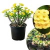 Yellow Crown of Thorns Live Plant, Euphorbia Milii, 4-6 Inches Tall, 4 Inch Pot - Image 1