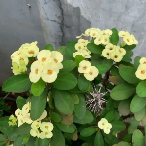 Yellow Crown of Thorns Live Plant, Euphorbia Milii, 4-6 Inches Tall, 4 Inch Pot - Image 8