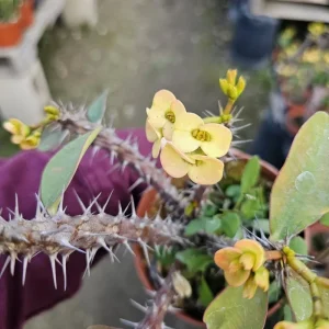 Yellow Crown of Thorns Live Plant, Euphorbia Milii, 4-6 Inches Tall, 4 Inch Pot - Image 9