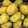 Yellow Dragon Fruit Live Plant - Selenicereus megalanthus - Rooted in 3 inch Pot - Image 1
