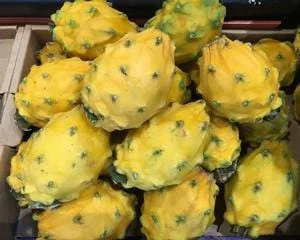 Yellow Dragon Fruit Live Plant - Selenicereus megalanthus - Rooted in 3 inch Pot - Image 1