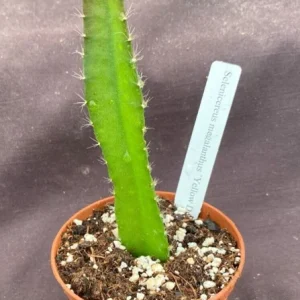 Yellow Dragon Fruit Live Plant - Selenicereus megalanthus - Rooted in 3 inch Pot - Image 2