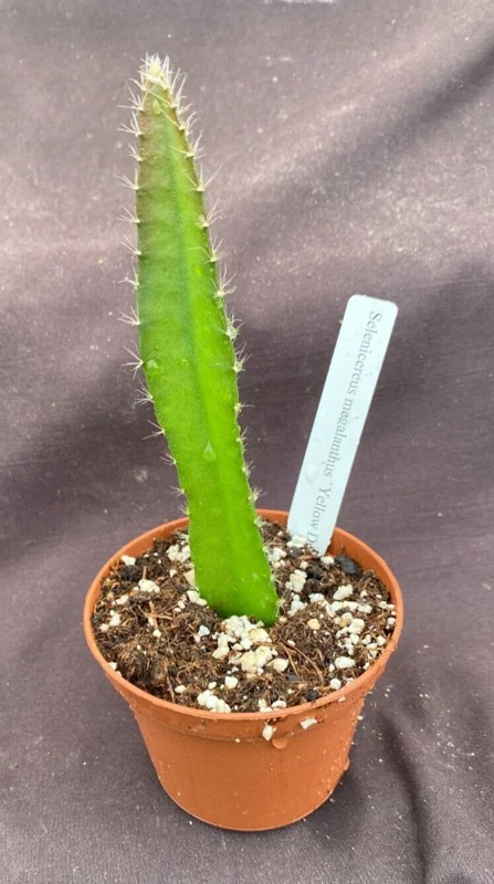 Yellow Dragon Fruit Live Plant - Selenicereus megalanthus - Rooted in 3 inch Pot - Image 2