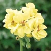Yellow Geranium Seeds – Perennial Flower Seeds – 175 Seeds – Outdoor Bloom - Image 1