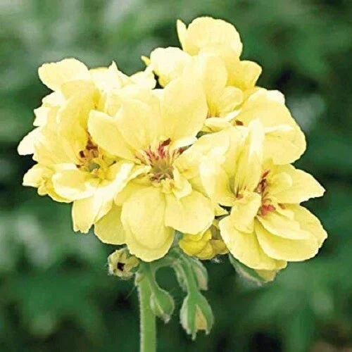 Yellow Geranium Seeds – Perennial Flower Seeds – 175 Seeds – Outdoor Bloom - Image 7