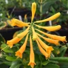 Yellow Honeysuckle Vine – Lonicera sempervirens Sulphurea – Live 1 Gallon Plant – Outdoor - Image 1
