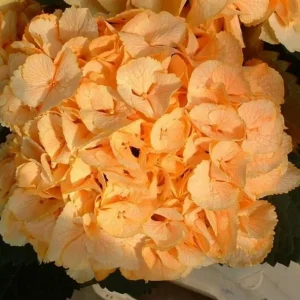 Yellow Hydrangea Seeds - 5 Count Perennial Hardy Shrub Bloom - Image 7