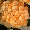 Yellow Hydrangea Seeds - 5 Count Perennial Hardy Shrub Bloom - Image 1