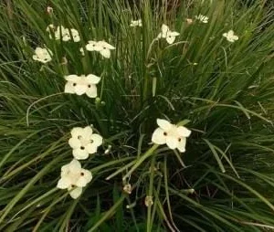 Yellow Iris Dietes Bicolor Live Plant – 1 Gallon Pot – Outdoor - Image 3