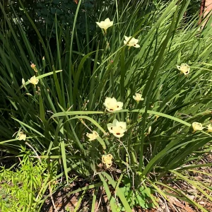 Yellow Iris Dietes Bicolor Live Plant – 1 Gallon Pot – Outdoor - Image 4