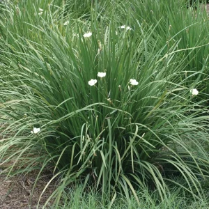Yellow Iris Dietes Bicolor Live Plant – 1 Gallon Pot – Outdoor - Image 1