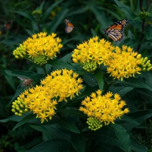 Yellow Milkweed Live Plant (2-Pack) – 4-7 Inch Tall Butterfly Host Perennial - Image 2