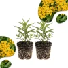 Yellow Milkweed Live Plant (2-Pack) – 4-7 Inch Tall Butterfly Host Perennial - Image 1
