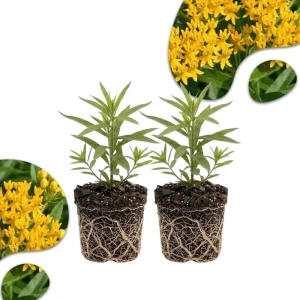 Yellow Milkweed Live Plant (2-Pack) – 4-7 Inch Tall Butterfly Host Perennial - Image 1