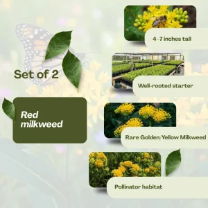Yellow Milkweed Live Plant (2-Pack) – 4-7 Inch Tall Butterfly Host Perennial - Image 3