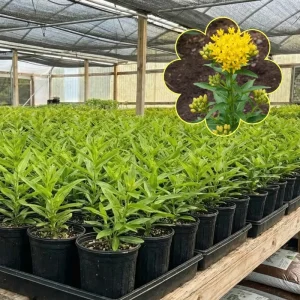 Yellow Milkweed Live Plant (2-Pack) – 4-7 Inch Tall Butterfly Host Perennial - Image 5