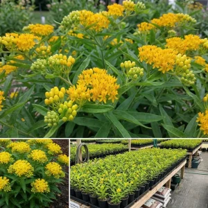 Yellow Milkweed Live Plant (2-Pack) – 4-7 Inch Tall Butterfly Host Perennial - Image 6