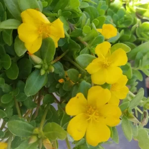 Yellow Single Flower Purslane Live Plant Cuttings - Vibrant Purple Blooms - Image 2