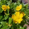 Yellow Single Flower Purslane Live Plant Cuttings - Vibrant Purple Blooms - Image 1
