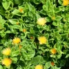 Yellow Sun Rose Live Plant – Aptenia Cordifolia – Flowering Succulent – Outdoor Groundcover - Image 1