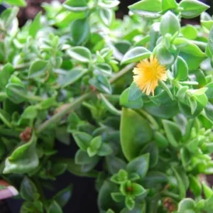 Yellow Sun Rose Live Plant – Aptenia Cordifolia – Flowering Succulent – Outdoor Groundcover - Image 3