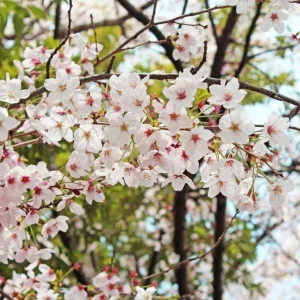 Yoshino Cherry Blossom Tree Live Plant, 2.5 Inch Pot, Outdoor Flowering Tree - Image 3