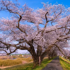 Yoshino Cherry Blossom Tree Live Plant, 2.5 Inch Pot, Outdoor Flowering Tree - Image 4