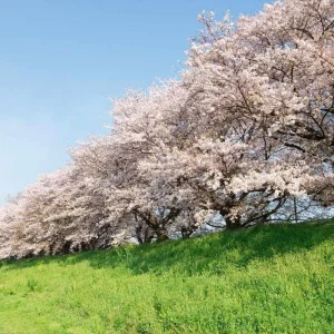 Yoshino Cherry Blossom Tree Live Plant, 2.5 Inch Pot, Outdoor Flowering Tree - Image 5