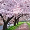 Yoshino Cherry Blossom Tree Live Plant, 2.5 Inch Pot, Outdoor Flowering Tree - Image 1