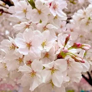 Yoshino Cherry Blossom Tree Live Plant, 2.5 Inch Pot, Outdoor Flowering Tree - Image 6