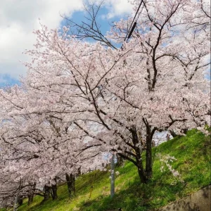 Yoshino Cherry Blossom Tree Live Plant, 2.5 Inch Pot, Outdoor Flowering Tree - Image 7