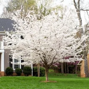 Yoshino Cherry Tree Seeds - 5 Pack - Flowering Japanese Ornamental Pink - Image 9