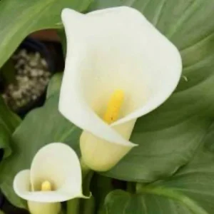 Zantedeschia Aethiopica White Calla Lily Bulbs - 10 Live Flower Bulbs - Image 3