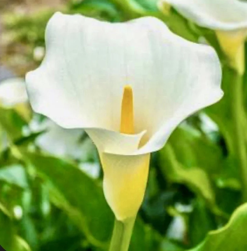 Zantedeschia Aethiopica White Calla Lily Bulbs - 5 Live 2 inch Flower Bulbs - Image 1