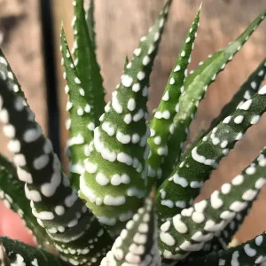 Zebra Plant (Haworthia Fasciata) Live Succulent - Indoor Potted Houseplant - Image 2