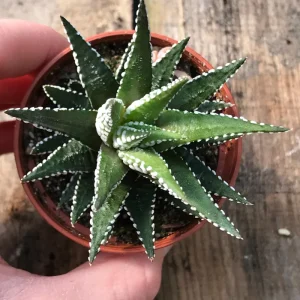 Zebra Plant (Haworthia Fasciata) Live Succulent - Indoor Potted Houseplant - Image 3