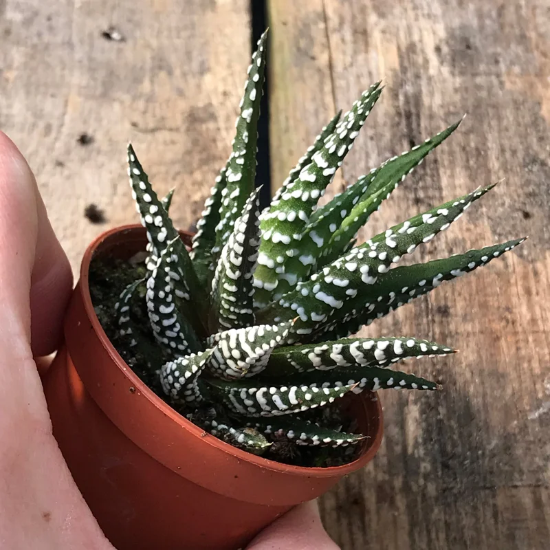 Zebra Plant (Haworthia Fasciata) Live Succulent - Indoor Potted Houseplant - Image 4